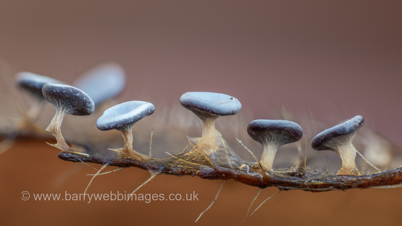 Photo © Barry Webb FRPS Diderma hemisphaericum by Barry Webb FRPS